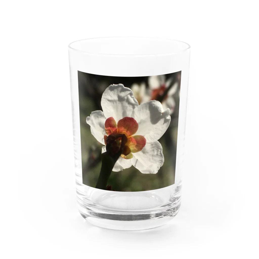 hukuchiyan7611の梅 Water Glass :front