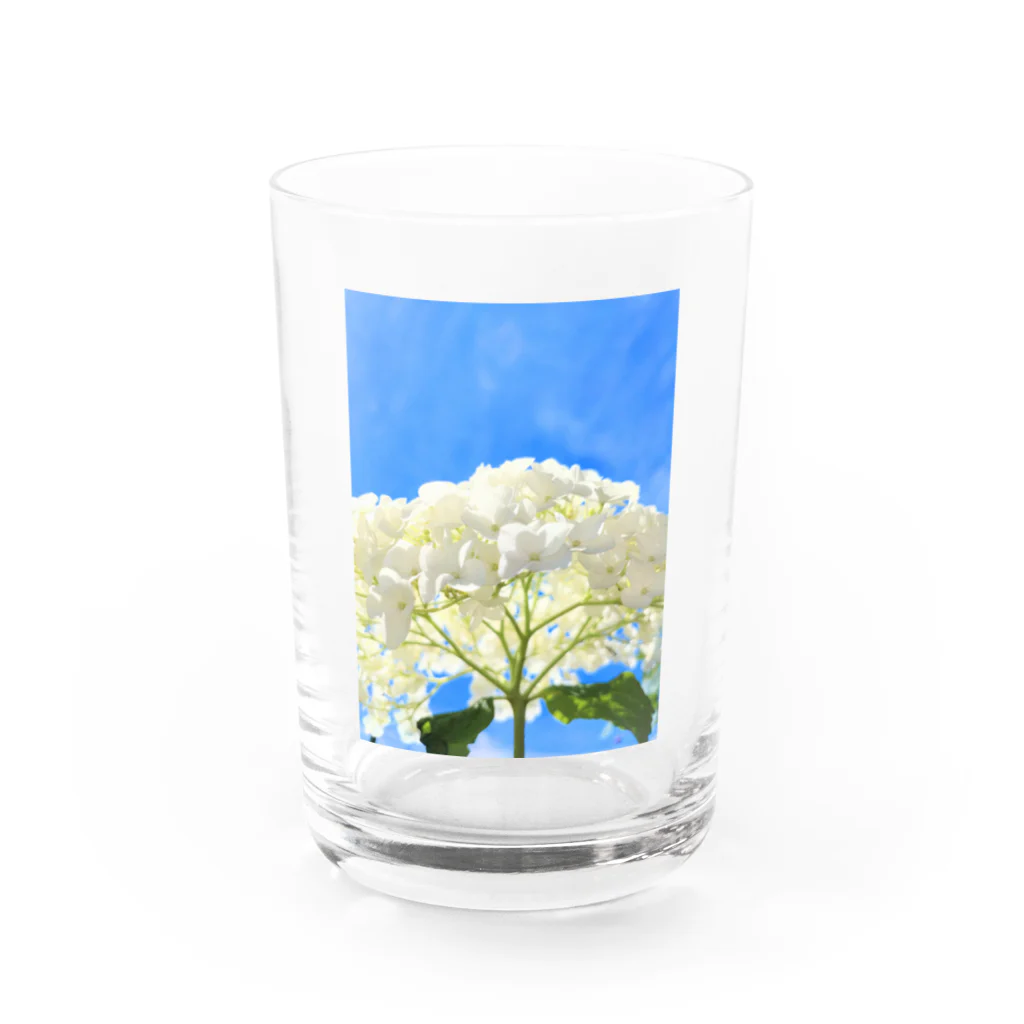 チエソーの紫陽花　白 Water Glass :front