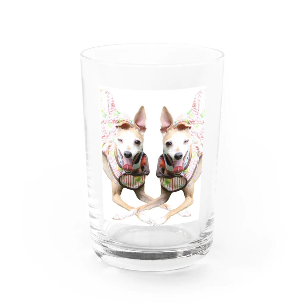 sarichamshopのイタグレのウィンク Water Glass :front