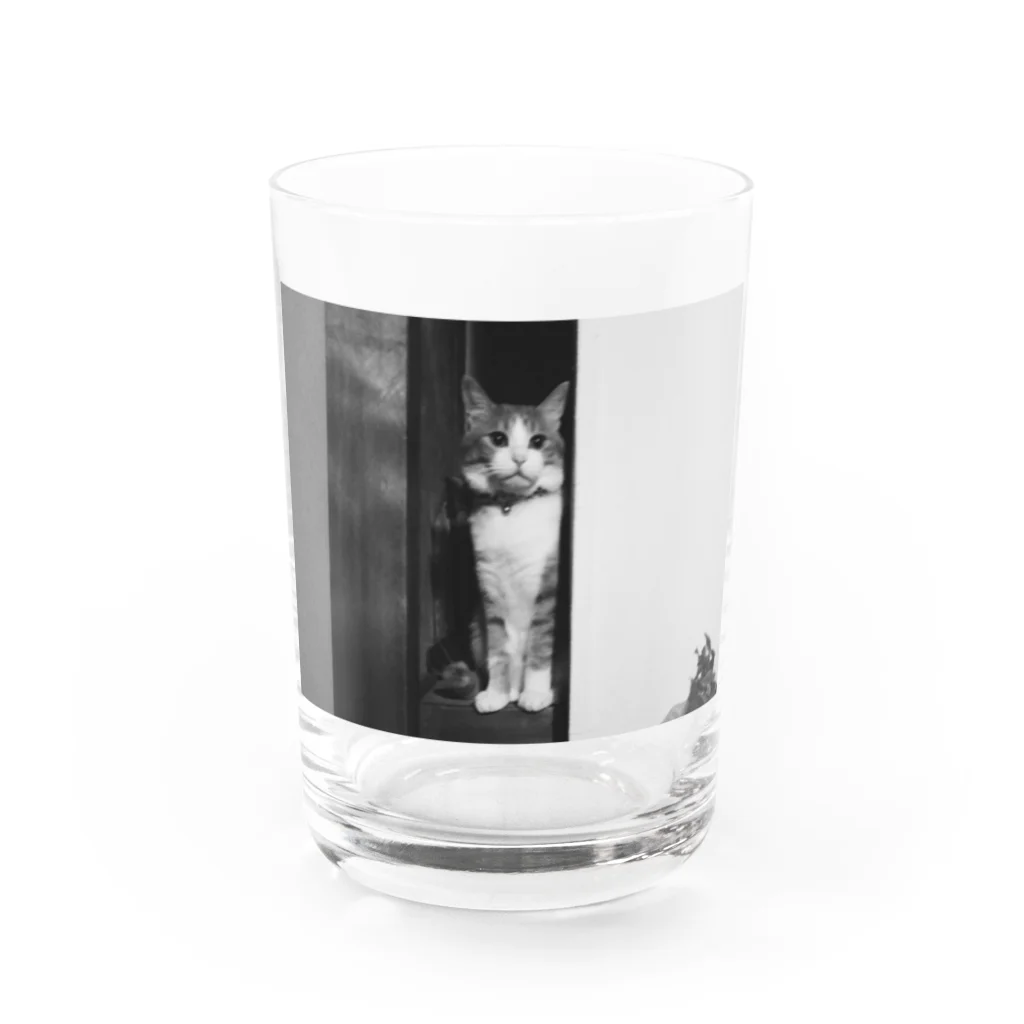 エモチル猫のゆず店長の実家猫押入れチルアウト Water Glass :front