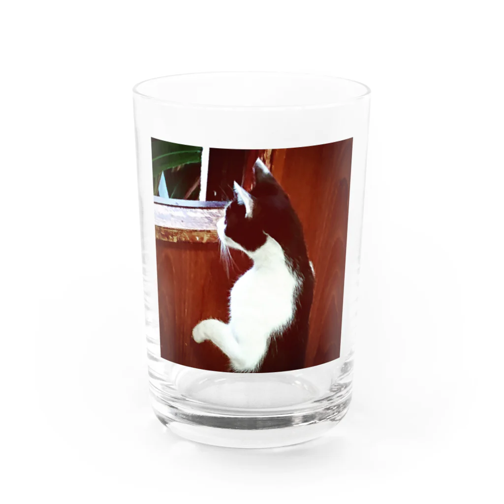 天光のねこ部屋の窓際のプリンちゃん Water Glass :front