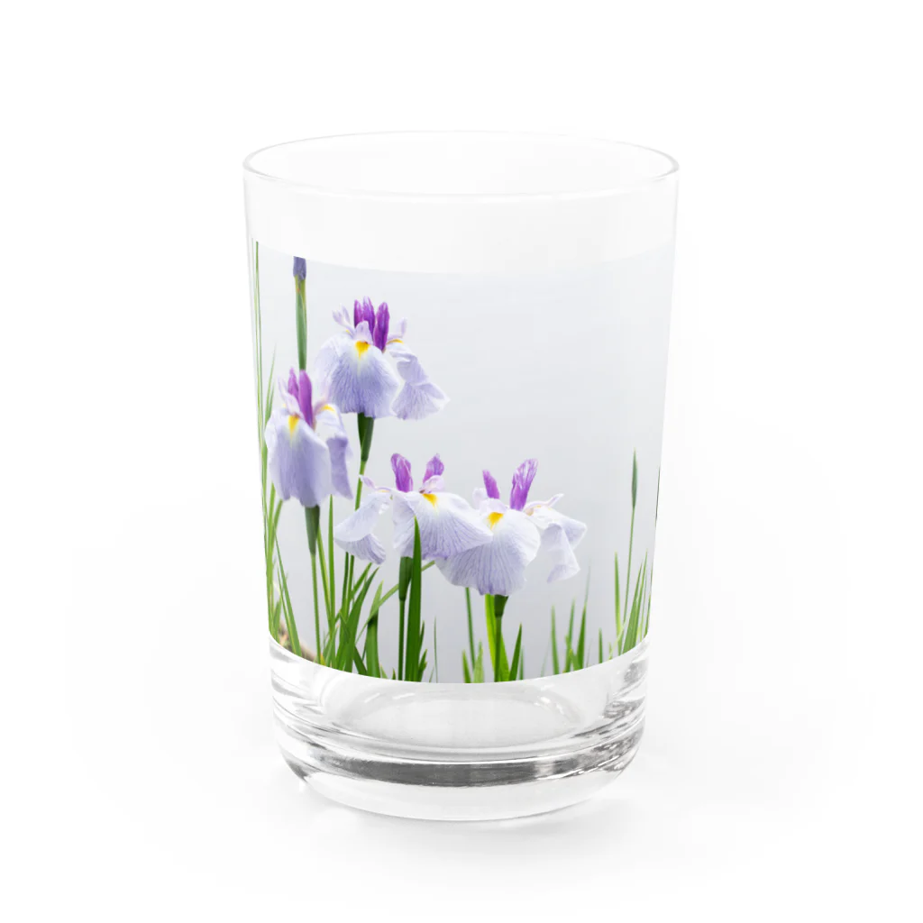 akane_art（茜音工房）の癒しの風景（花菖蒲） Water Glass :front