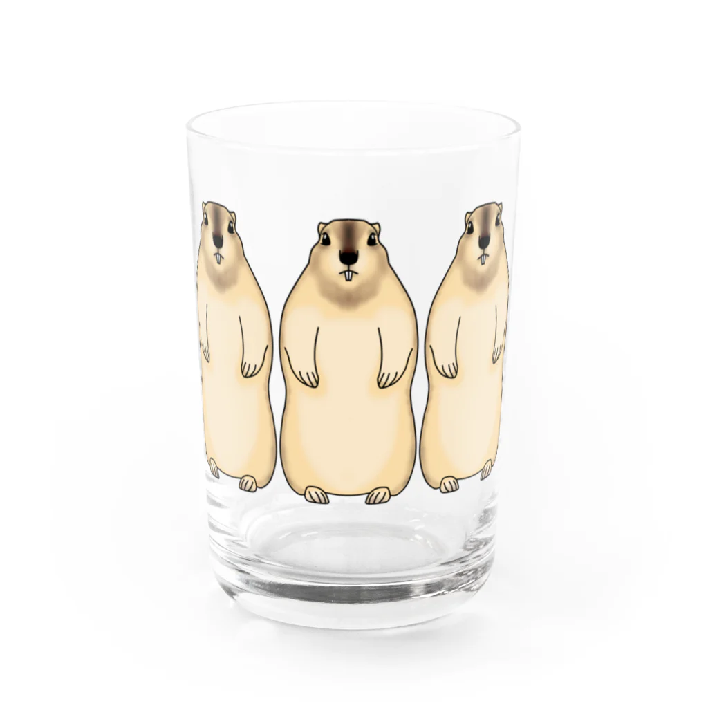 天十里SHOPのマーモット Water Glass :front