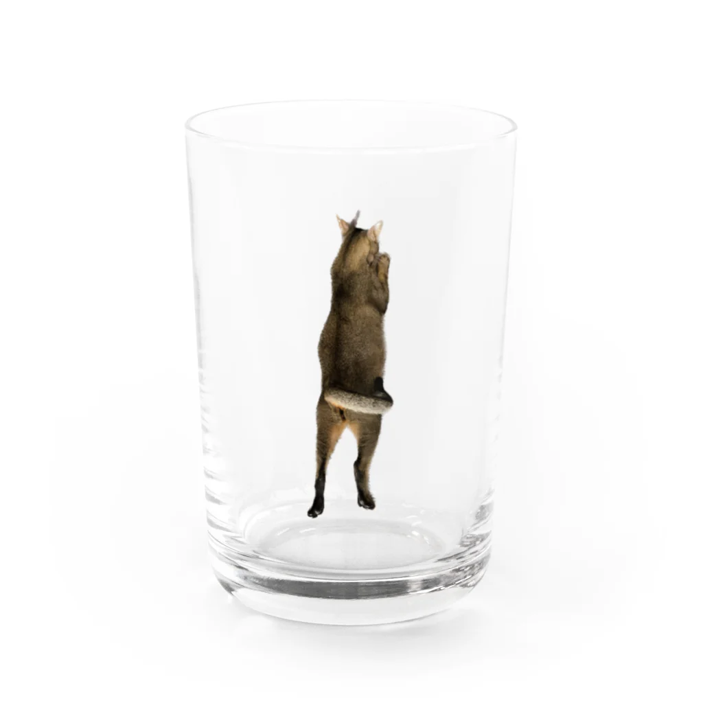 QDAのQAMALくん Water Glass :front