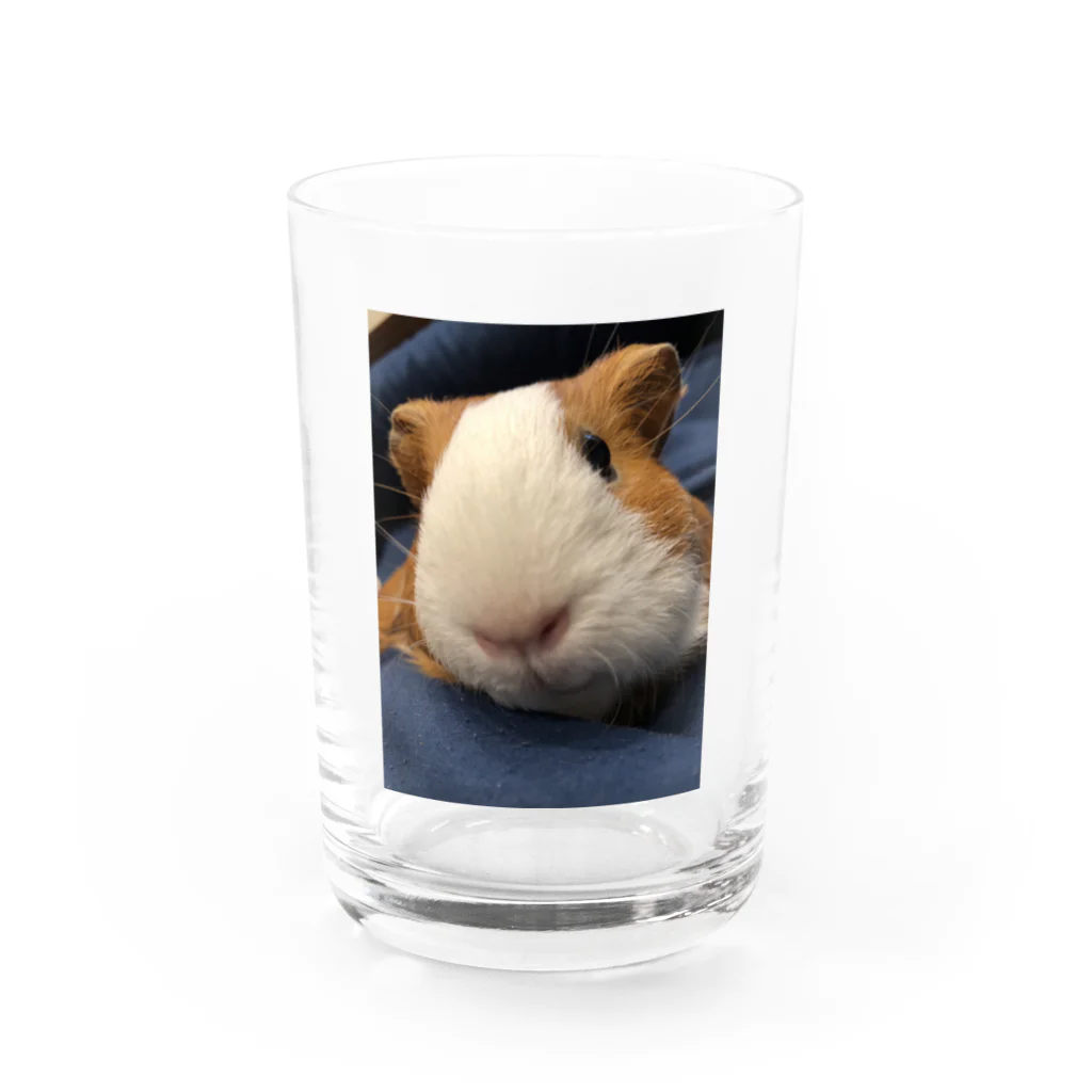 クリエイティブ ショップのドアップのモルちゃん Water Glass :front