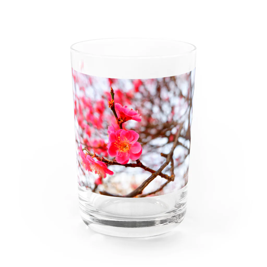 dandelionの紅梅 Water Glass :front