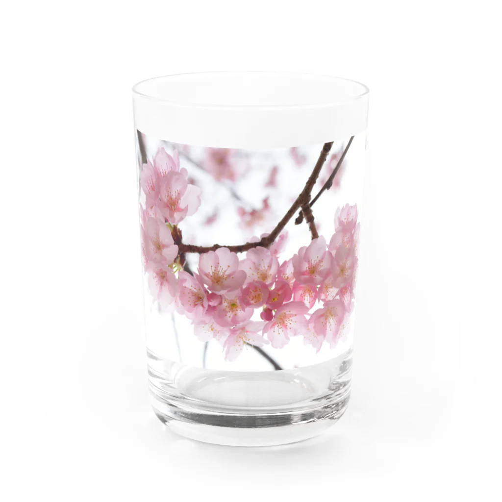 I miss you の河津桜満開 Water Glass :front