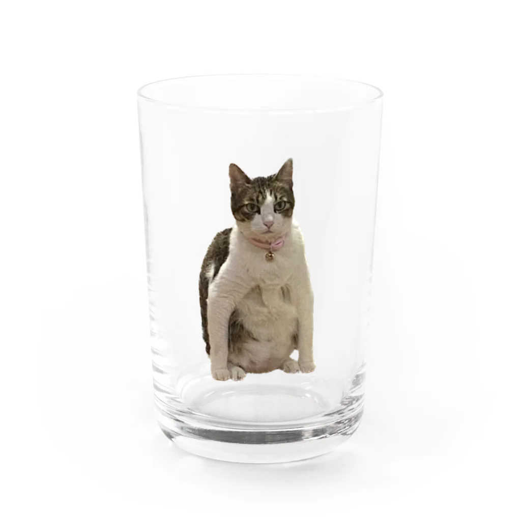 ちゃんかなの親知らずのニャンピョウ的なキューチ Water Glass :front