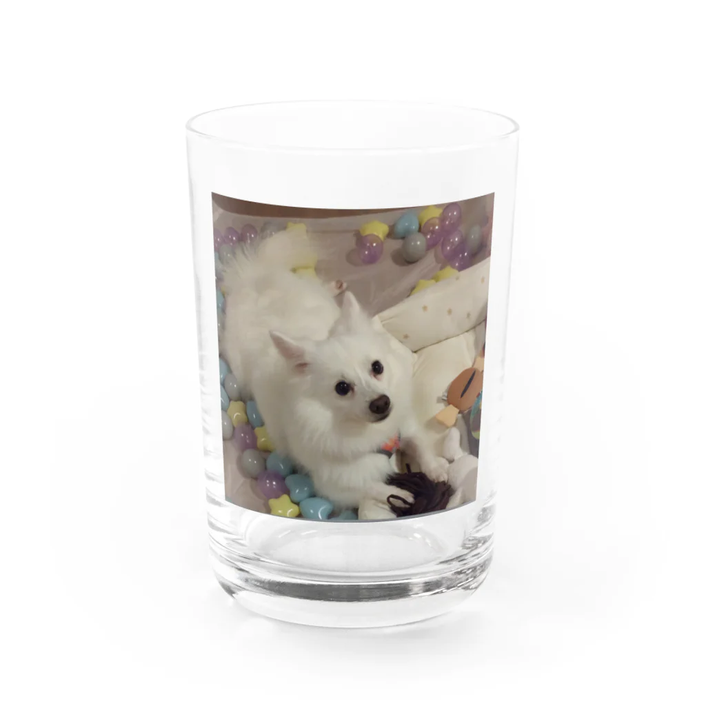 MIPA♥の愛犬パールグッズ　Mipa♥日本スピッツ グラス前面