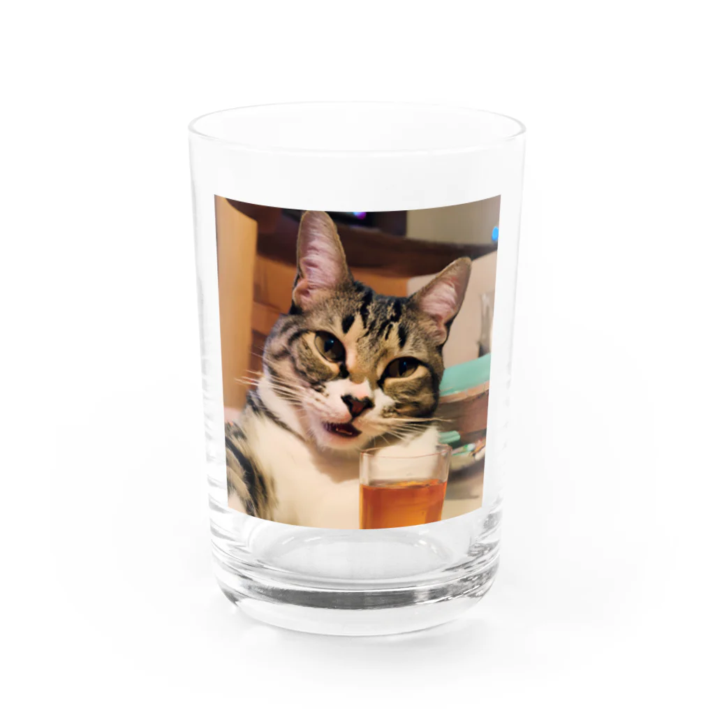 ことこと♂@トレーダーの猫猫　泥酔 Water Glass :front