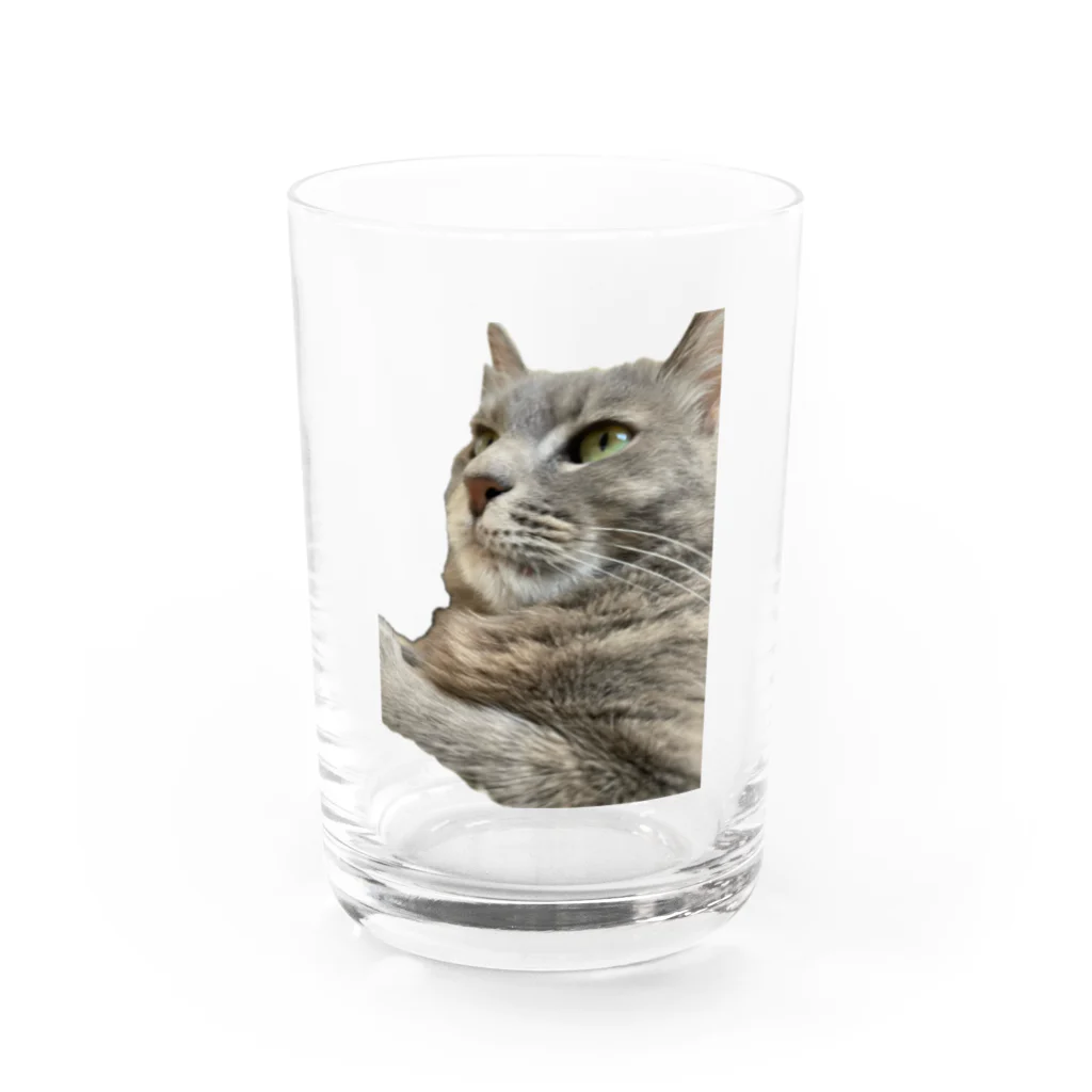グレージュ猫ロッタン🐈‍⬛の緊張ロッタン グラス前面