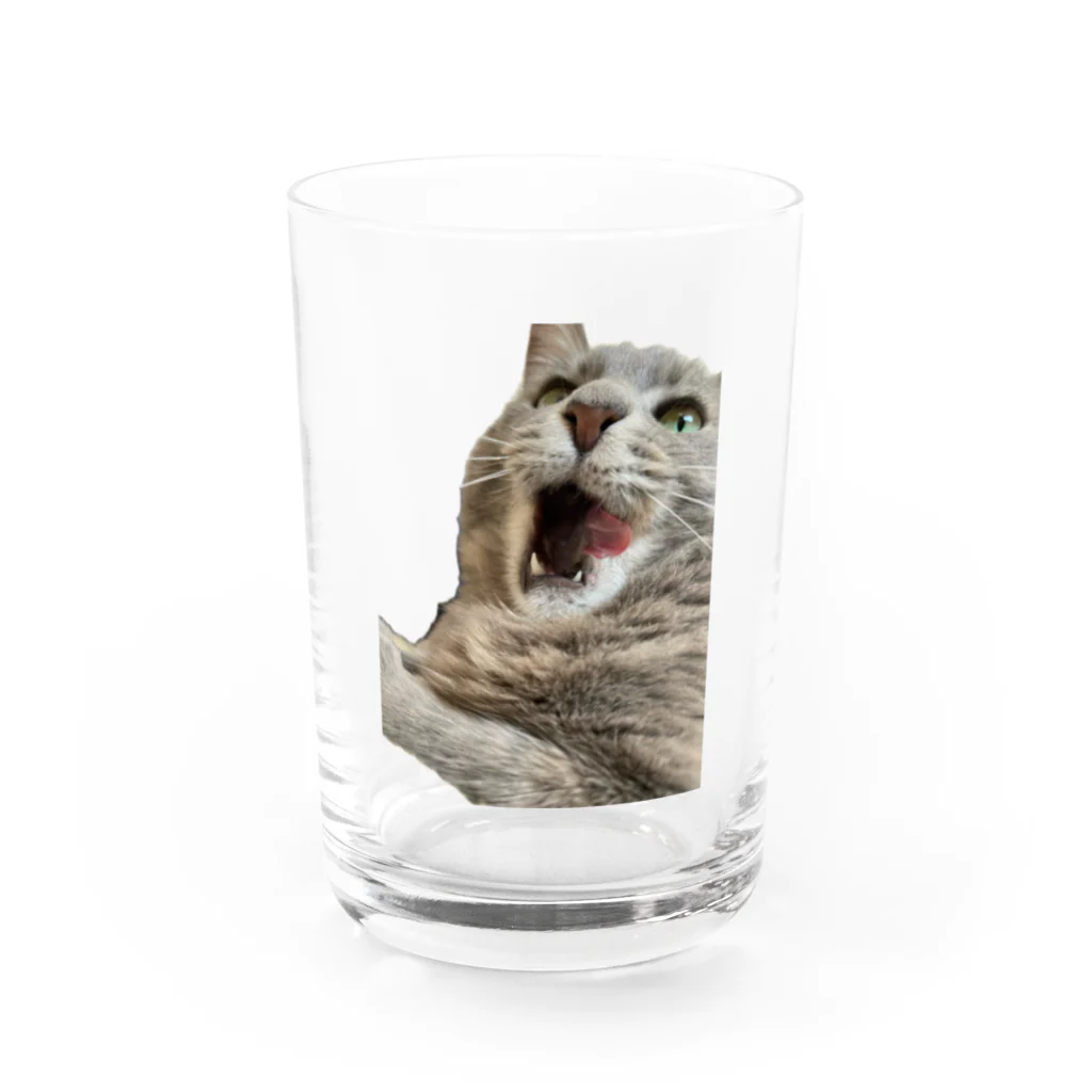 グレージュ猫ロッタン🐈‍⬛のあくびロッタン Water Glass :front