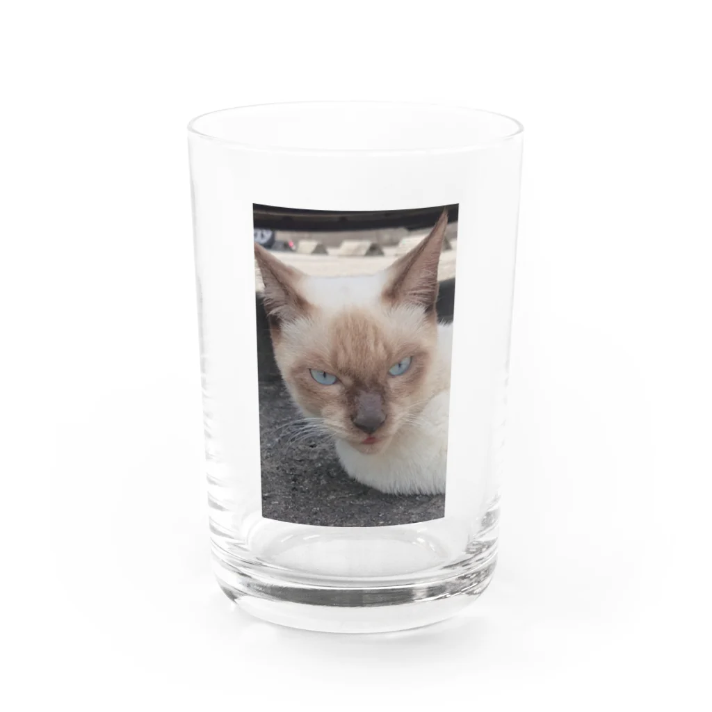 Makoto_Kawano Designの悪そうなのにカワイイ猫ちゃん Water Glass :front