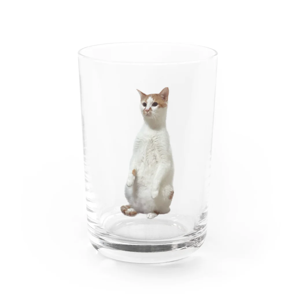 とらねこさんのねこのとらまるくん Water Glass :front