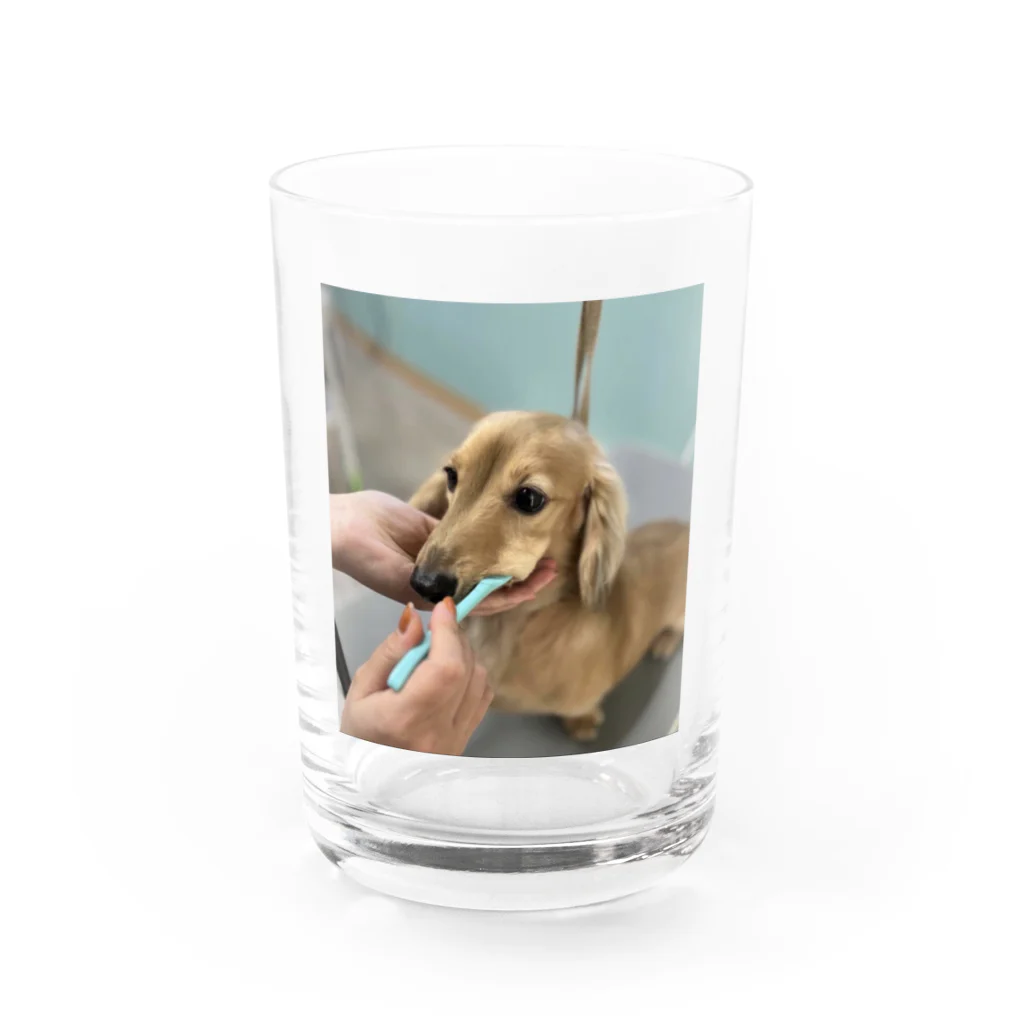 スナック まつげのカニンヘンダックスの歯磨き Water Glass :front