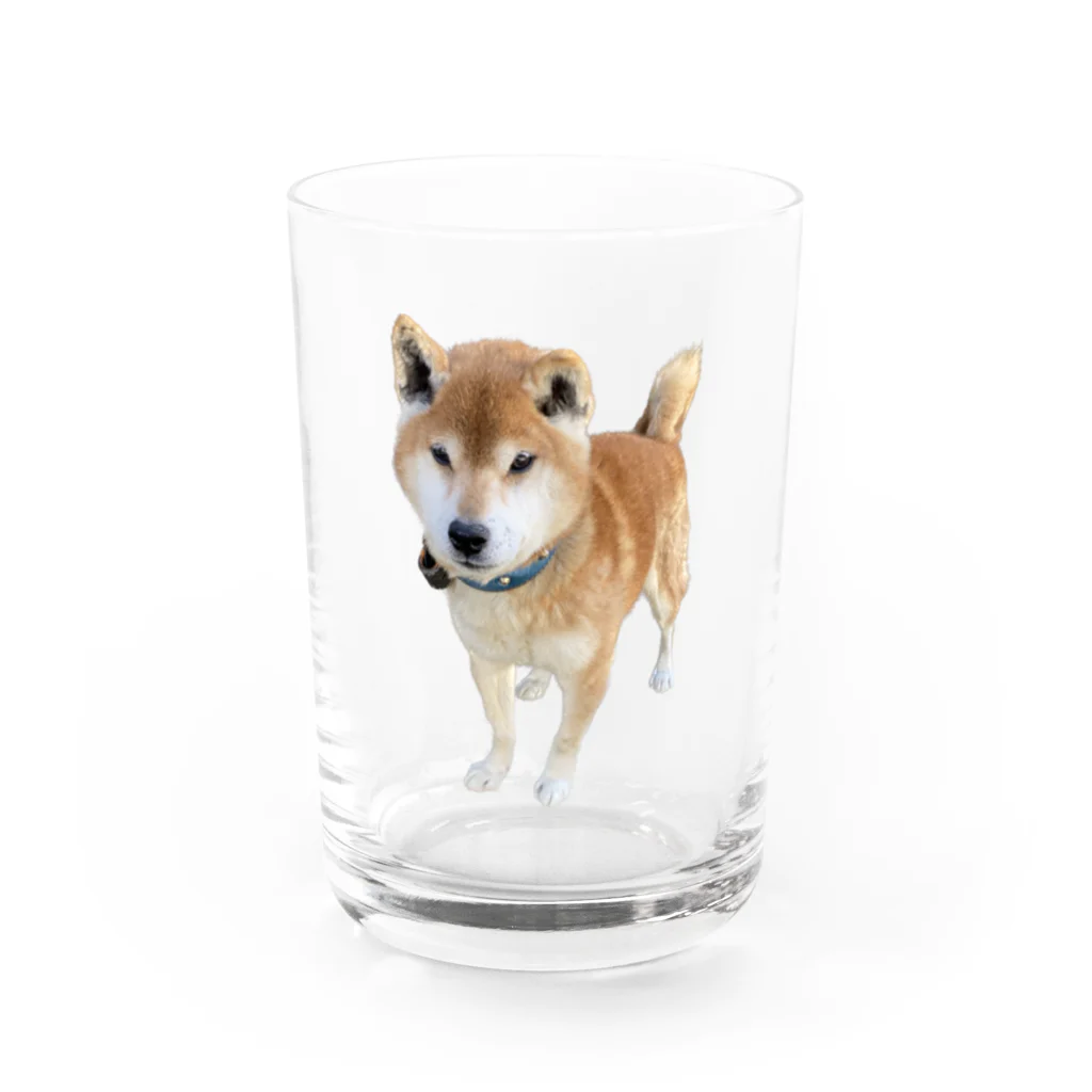 高速道路屋さんのツリ目犬 Water Glass :front