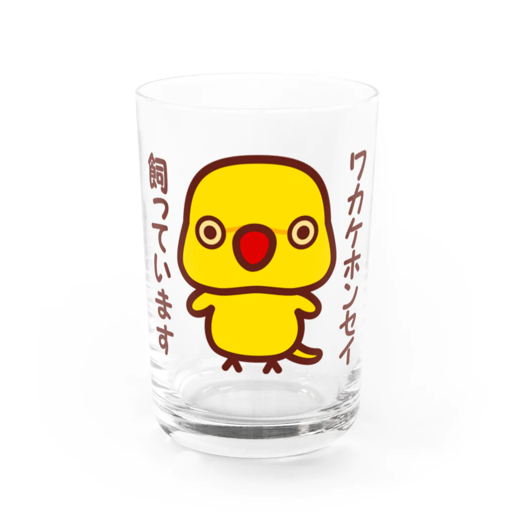 いんこ屋堂のワカケホンセイインコ飼っています（ルチノー/メス） Water Glass :front