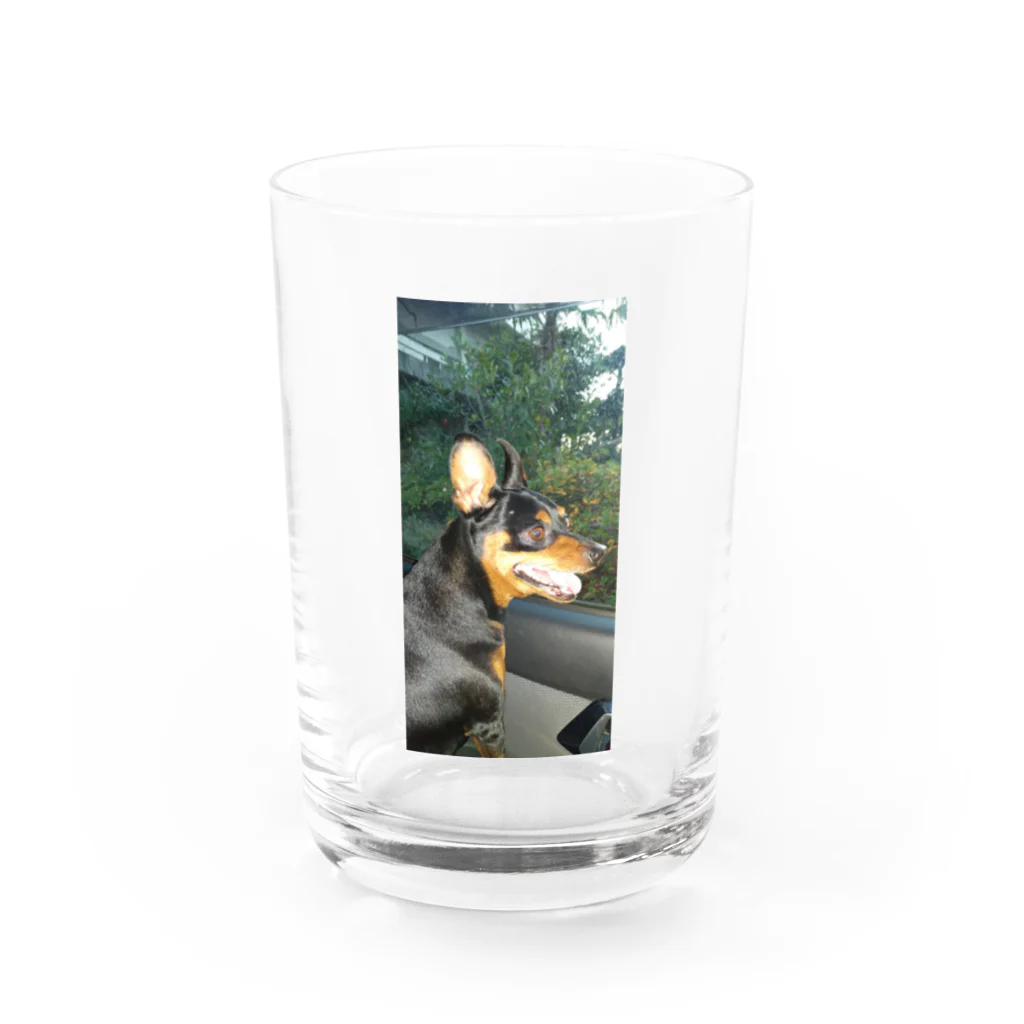 ミニピンショップのミニチュアピンシャーオリジナルグッズ第一弾 Water Glass :front