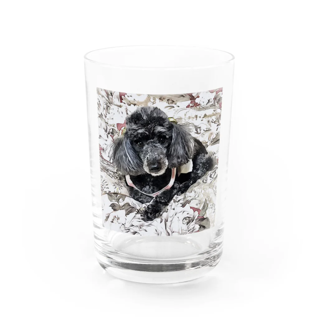 黒トイプーのハナの黒トイプーハナのグッズ Water Glass :front