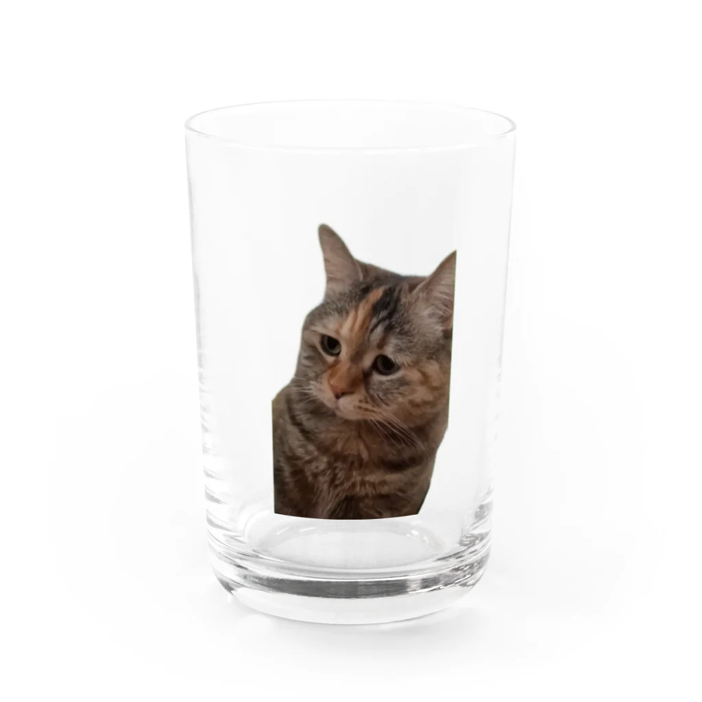 猫ミームグッズの【猫ミーム】叱られる猫 グラス前面