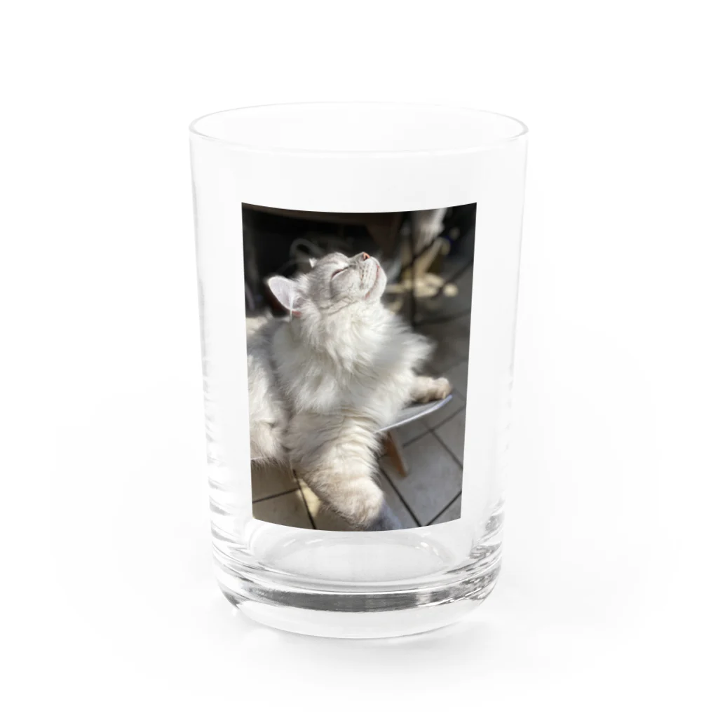 i-tooonの長毛猫の一種を紹介 Water Glass :front