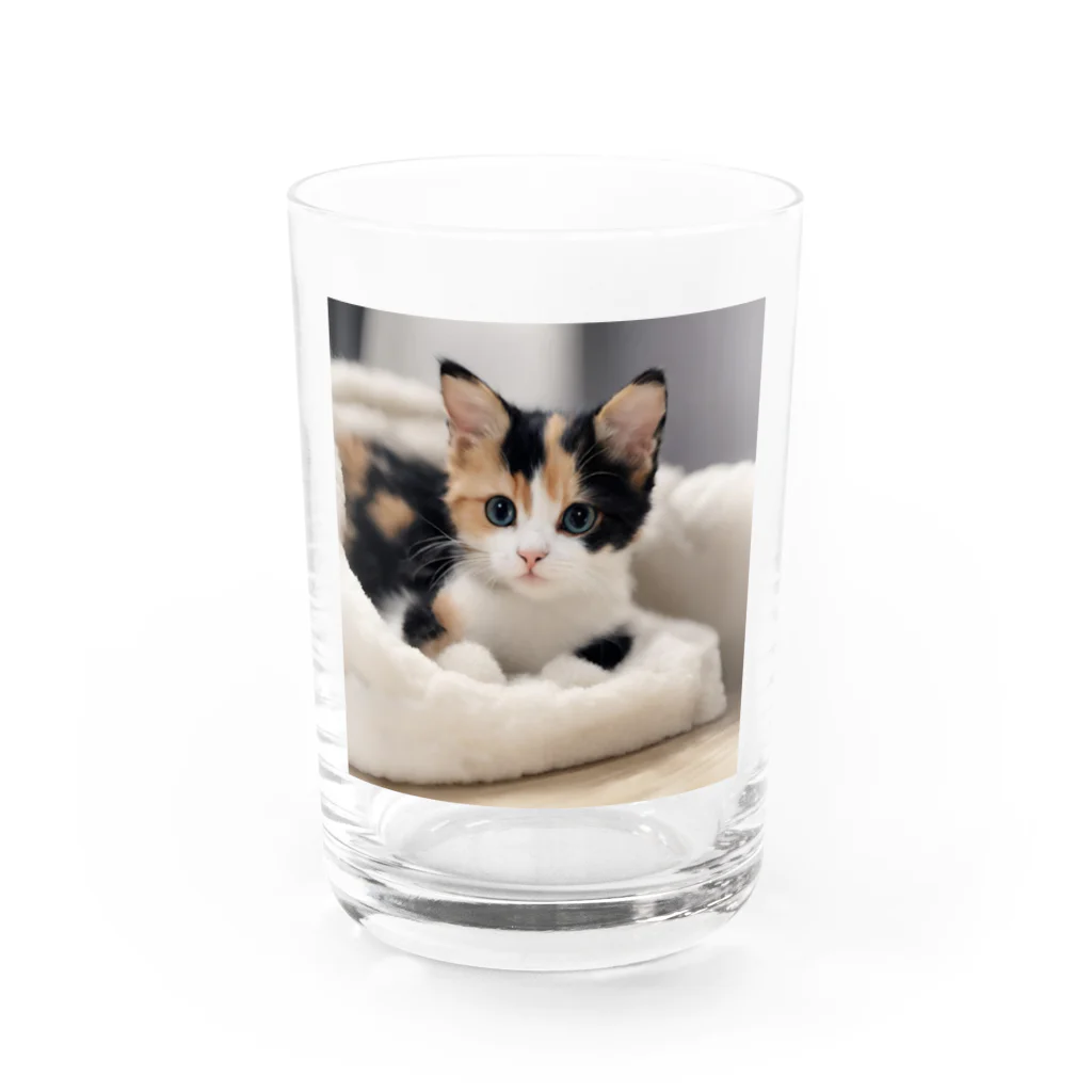 癒しリフレッシュの愛らしい子猫ちゃん Water Glass :front