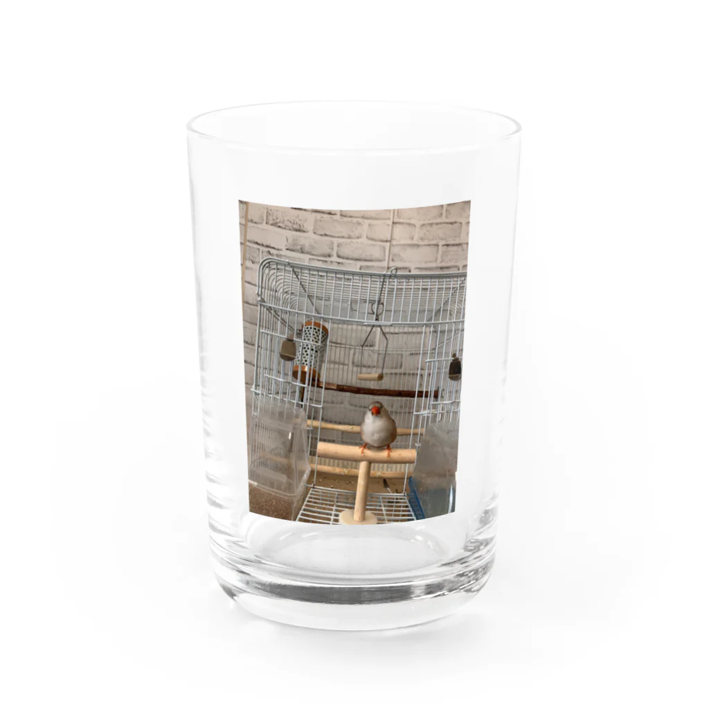 小鳥屋の錦華鳥の華ちゃんグッズ Water Glass :front