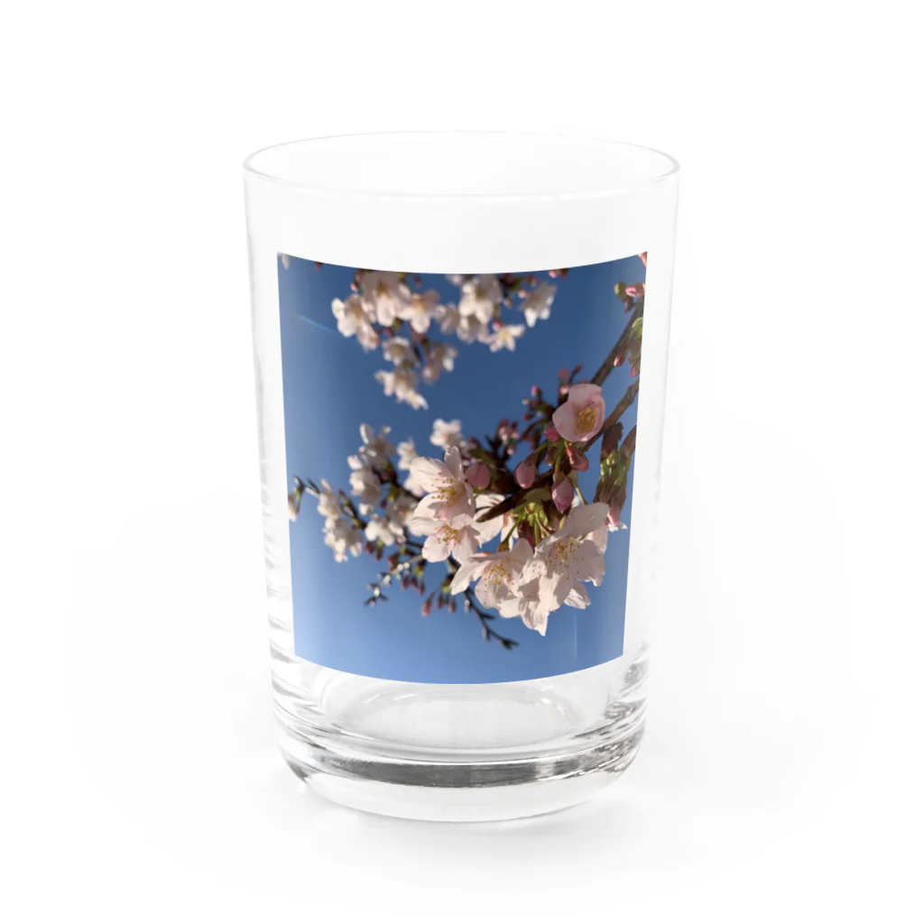 なうのさくら Water Glass :front