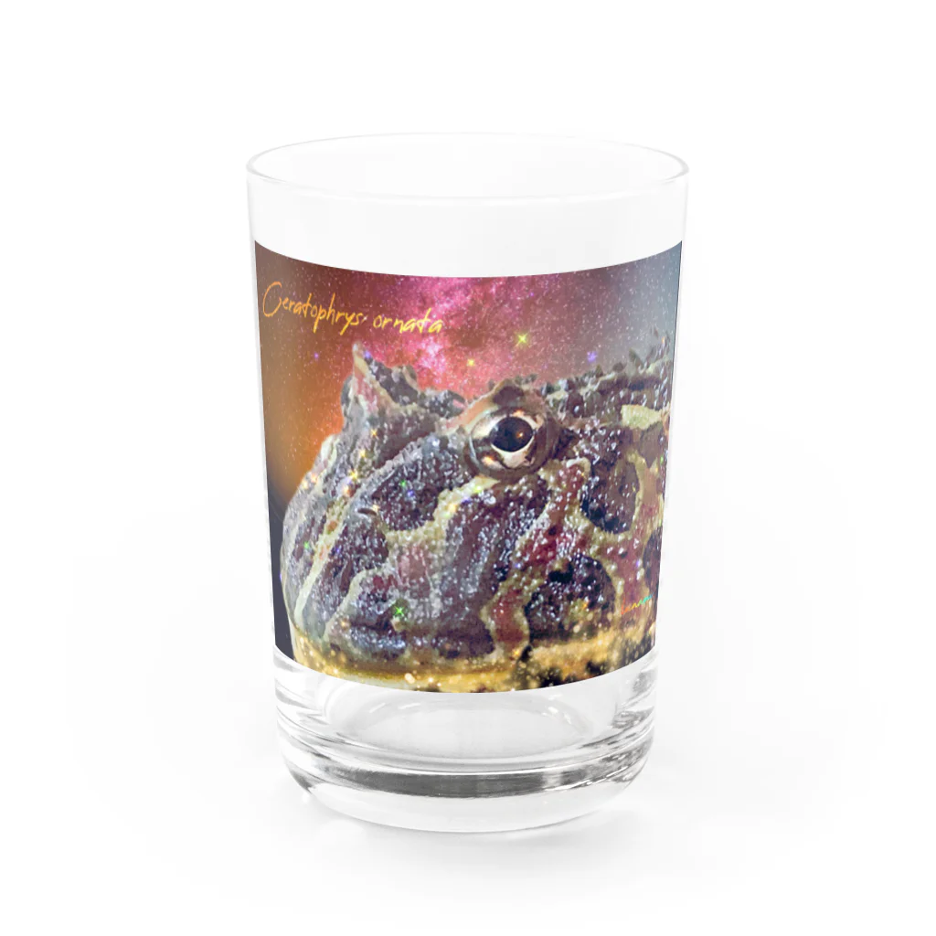 るなるなのCeratophrys ornata  ベルツノガエル Water Glass :front