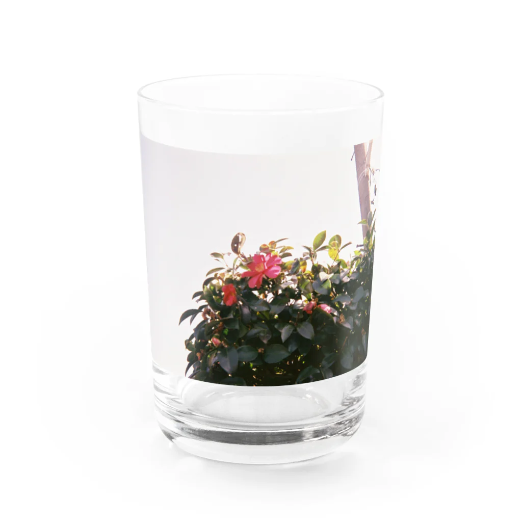 こここのどこかの花 Water Glass :front