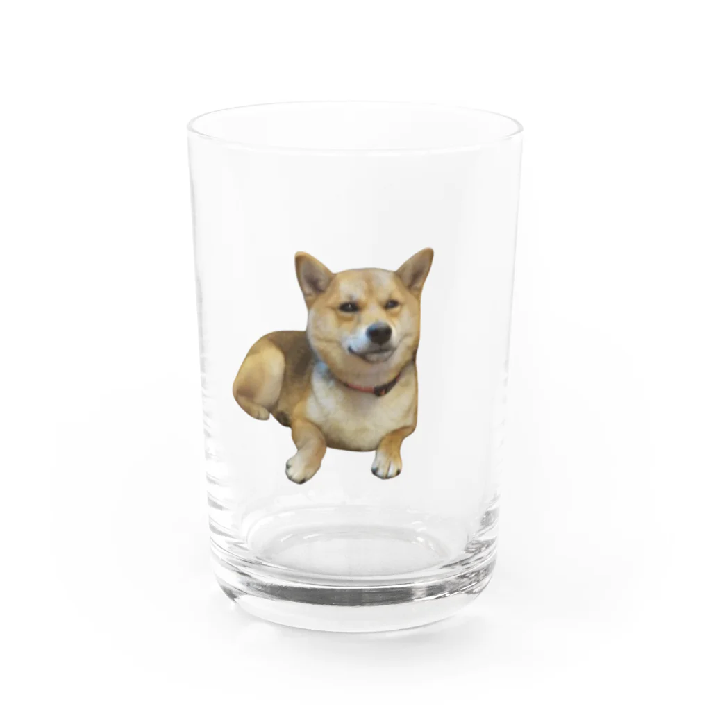 panchanphotoanimalsの豆柴こまりのグラス Water Glass :front