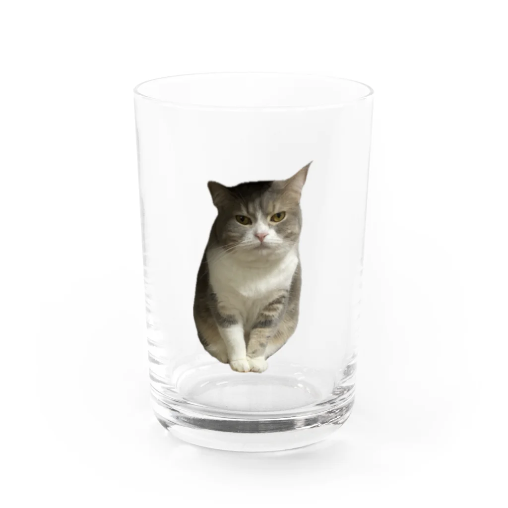 むっちり猫のむっちり丸の不機嫌な美猫 ミロ姫 Water Glass :front