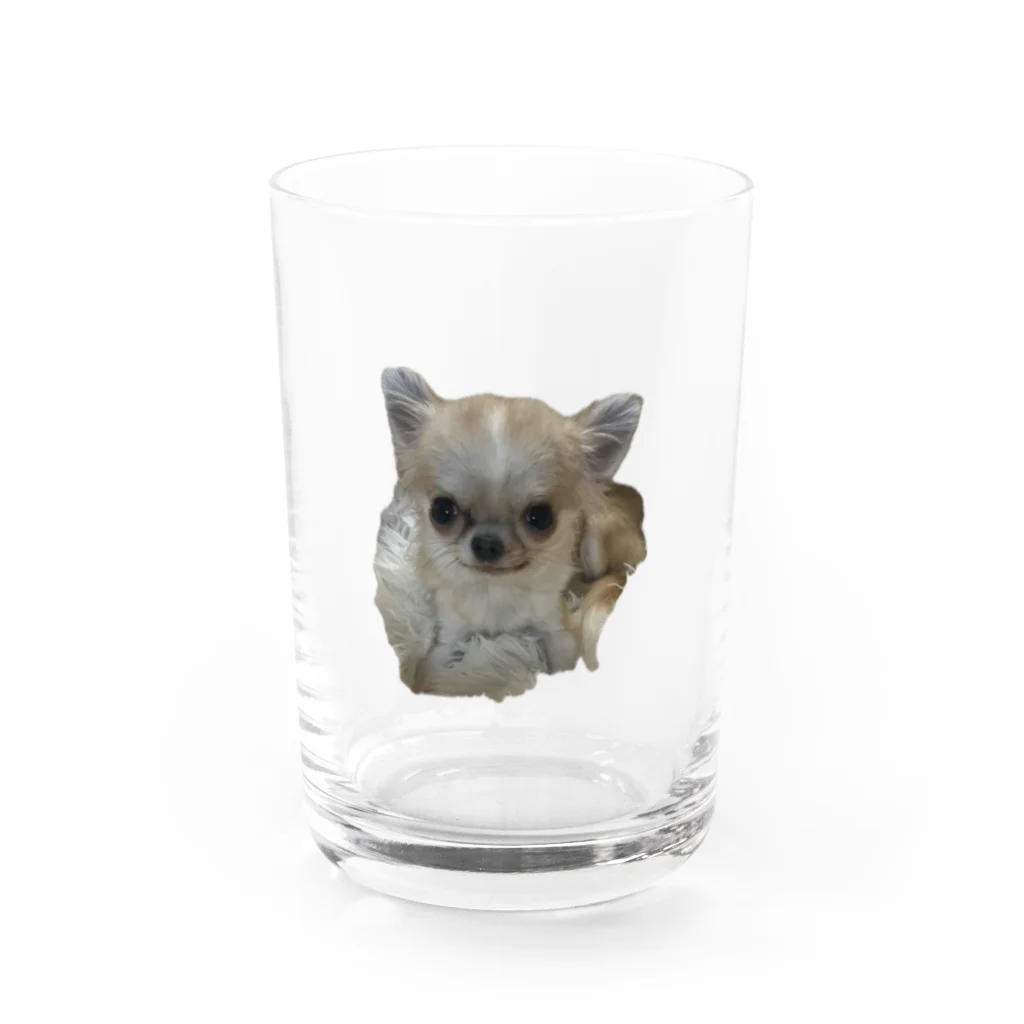 lovely-petsの極小チワワのマカロンちゃん Water Glass :front