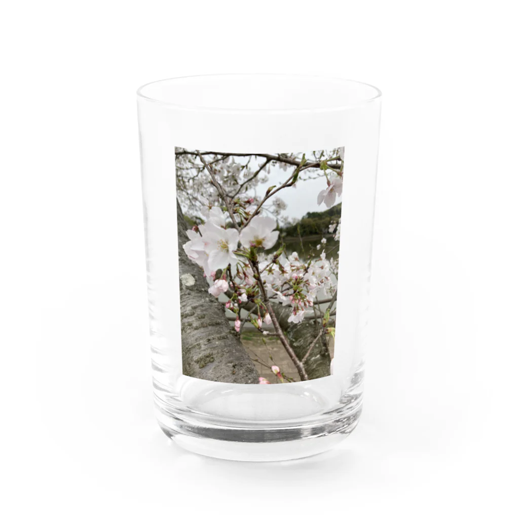 tksの春の顔サクラ Water Glass :front