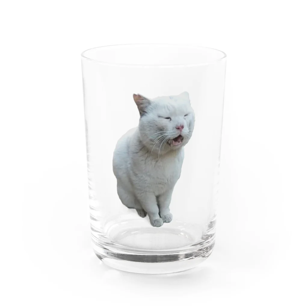猫の笑顔の白猫のお父さん グラス前面