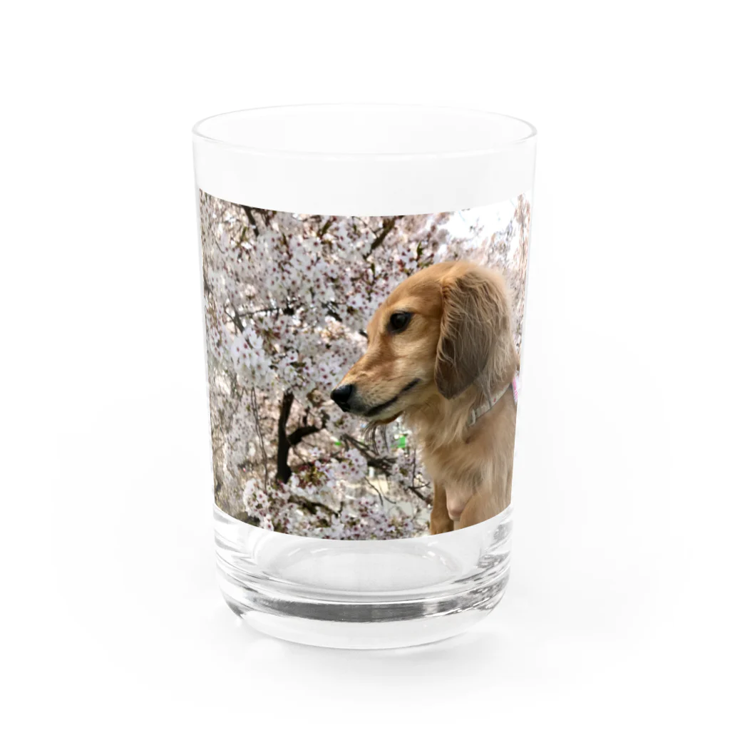 でぶっくすふんとの花見を満喫するちょちょさん Water Glass :front