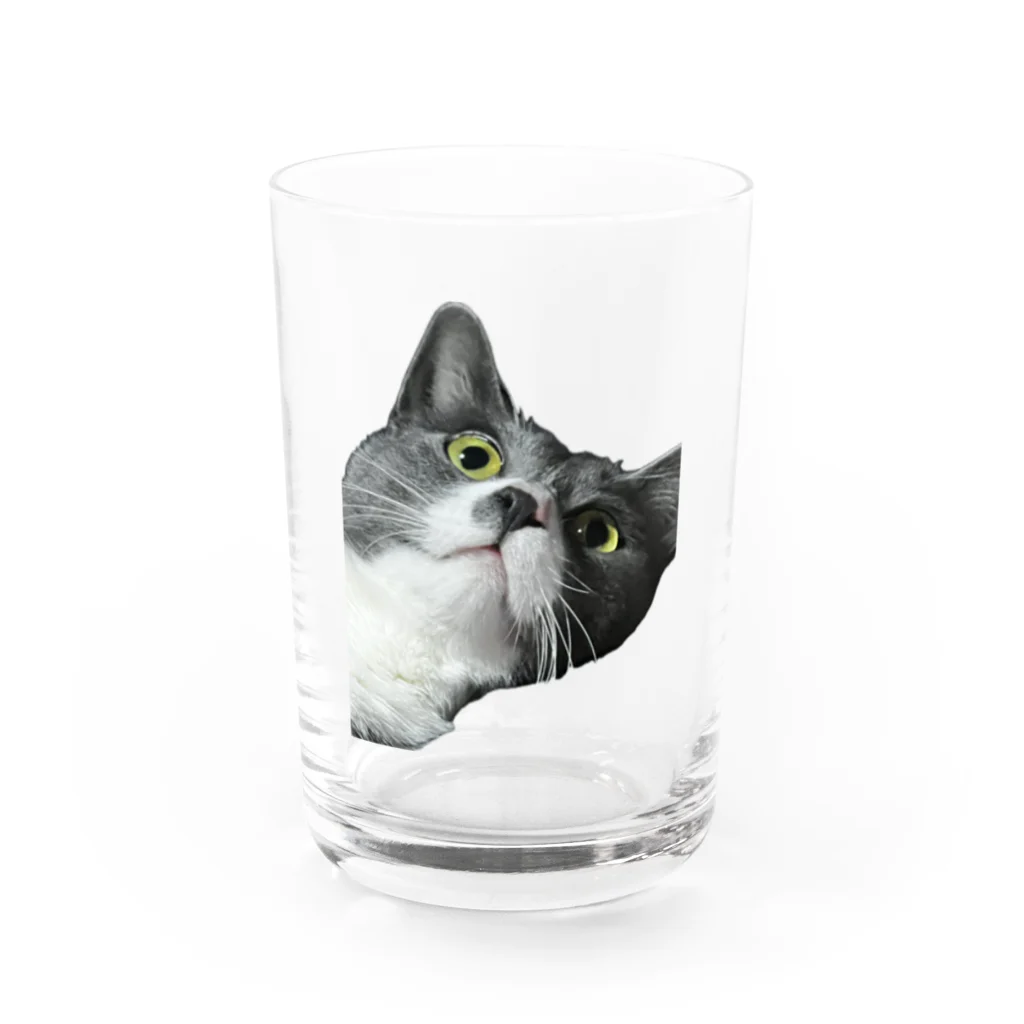 ねこねこねこねこのまままほちゃん Water Glass :front