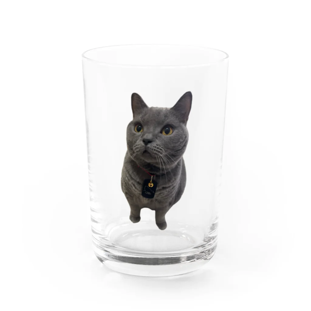 RIVERFIELDのシャルトリュー Water Glass :front