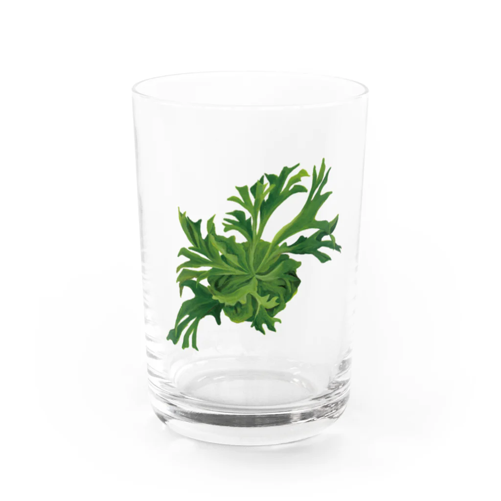 【公式】ぺぺオンラインストアのpepe garden【ビカクシダ】リドレイ Water Glass :front