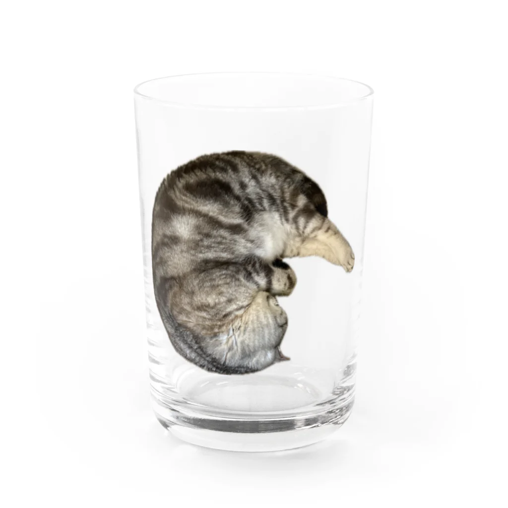 うちの猫ちゃんたちの茹でられたエビみたいなとらと Water Glass :front