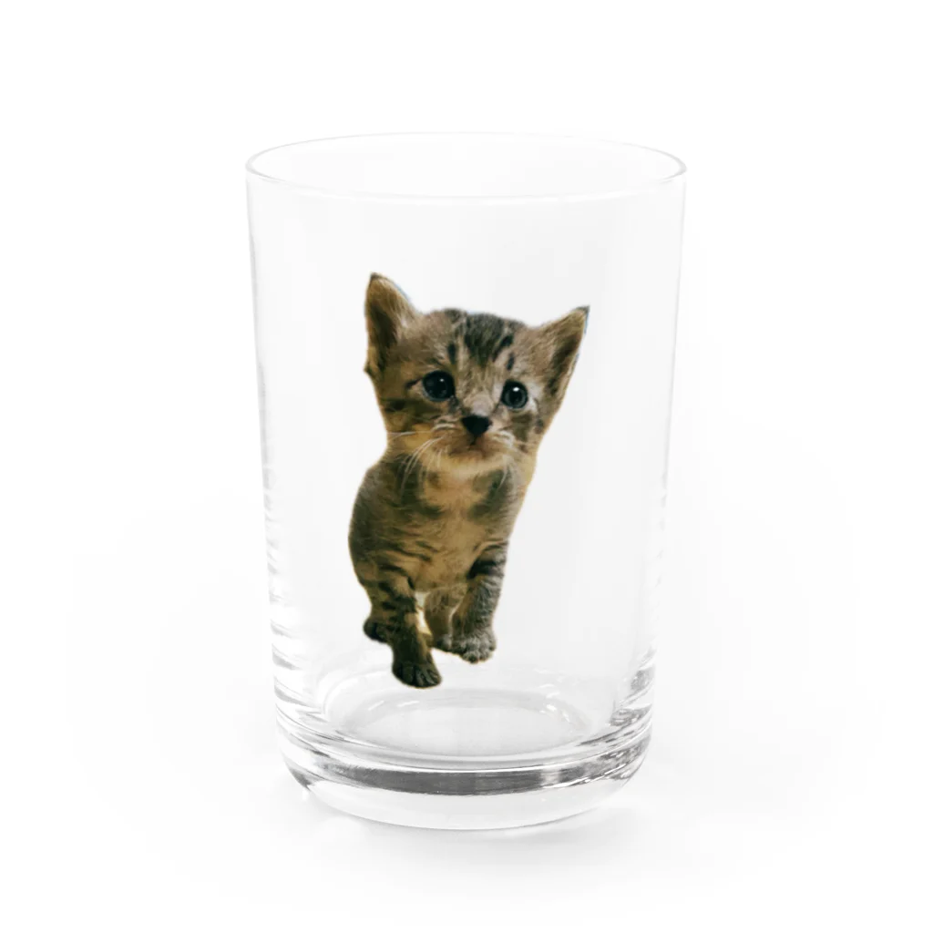 ﾈｺ•ﻌ•ﾈｺ•ﻌ•ﾈｺ•ﻌ•の幸せの幕開け〜こてつ②〜 Water Glass :front