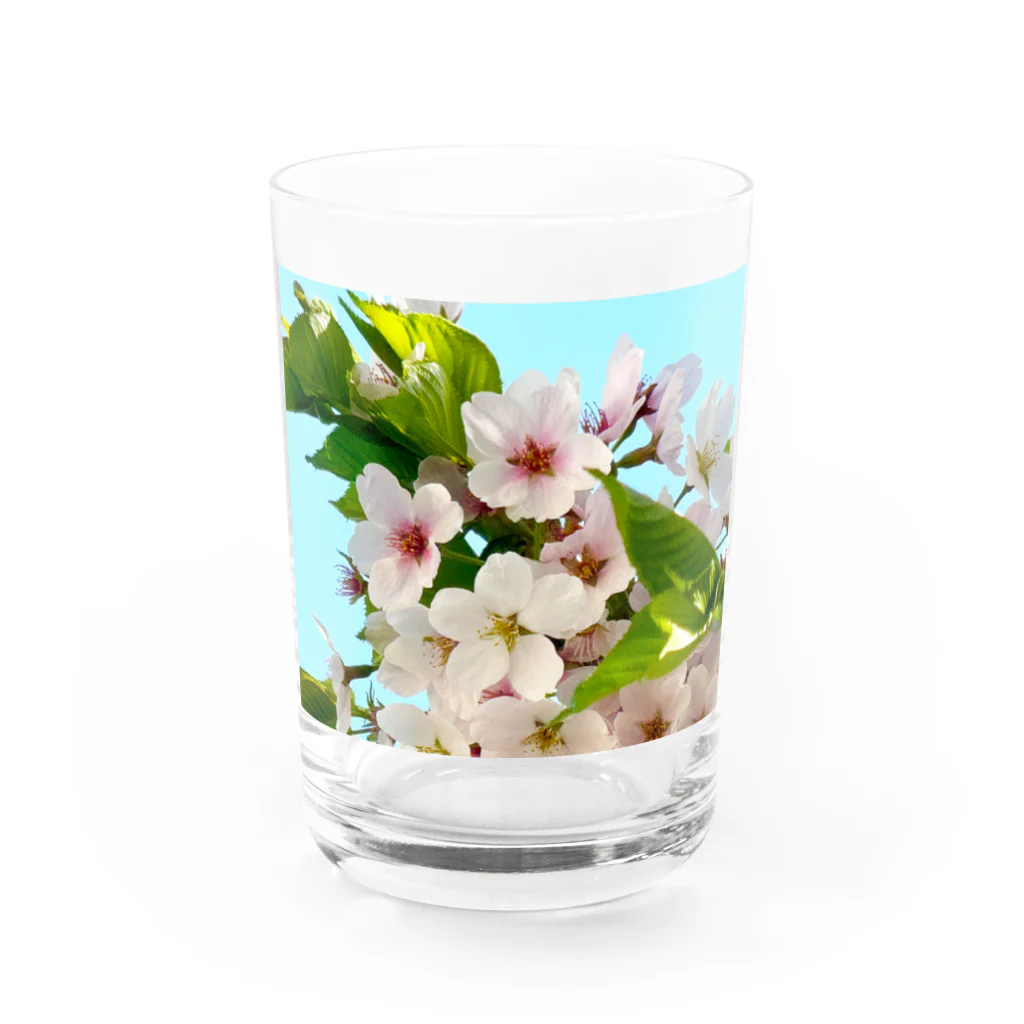 atelier_lapislazuliの桜 Water Glass :front