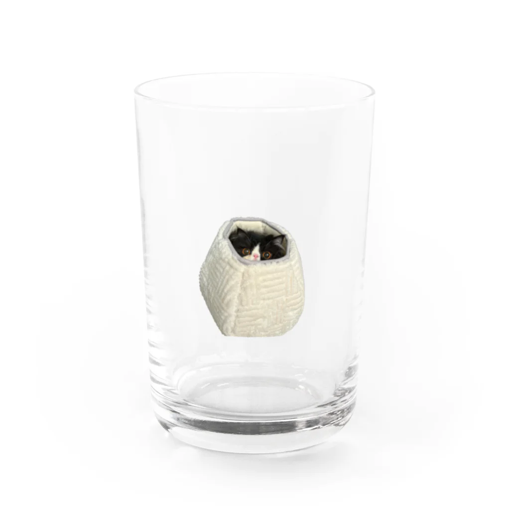 たぬきねこドミの巣篭もりver たぬきねこドミ  Water Glass :front