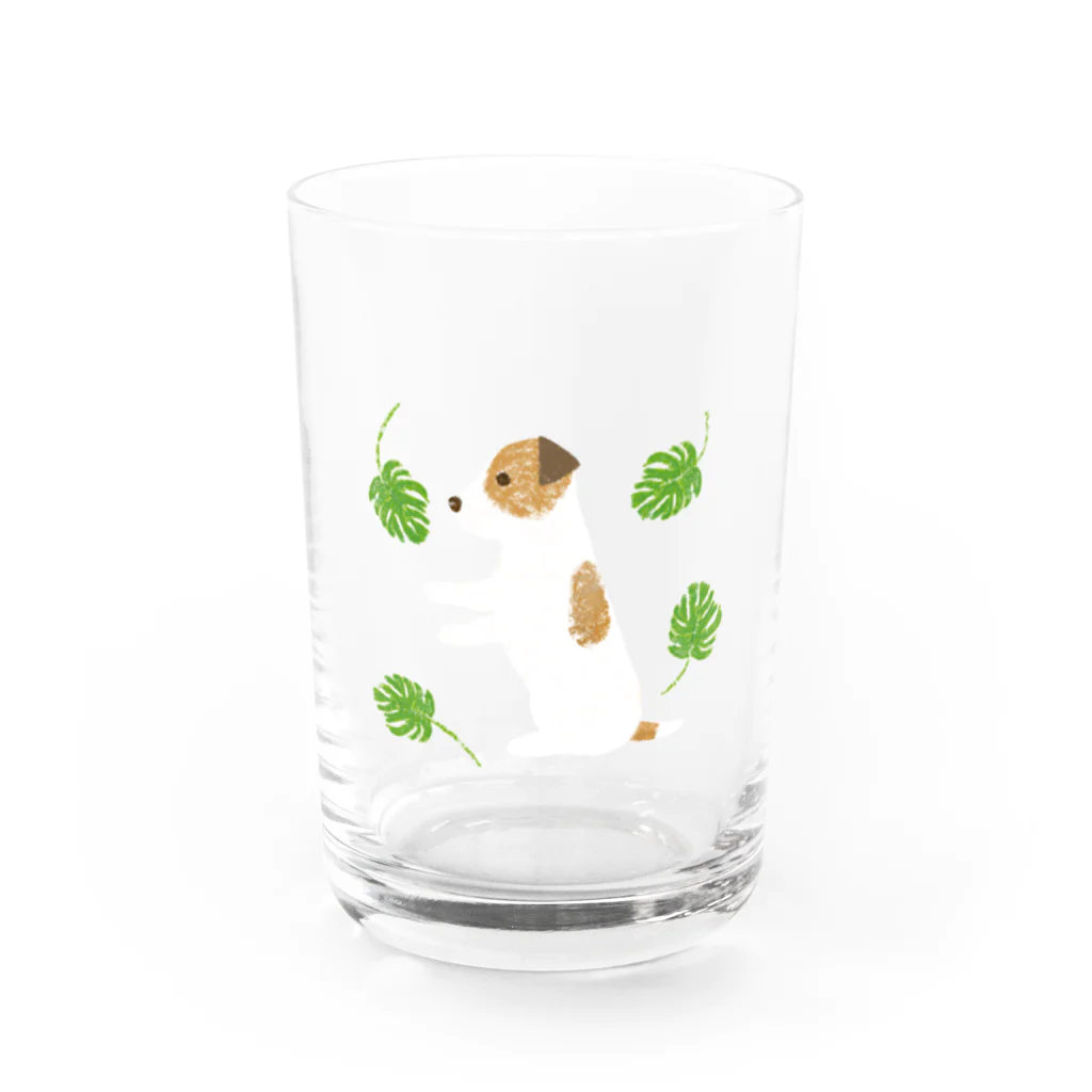 ジャックラッセルテリアのお店のモンステラを Water Glass :front