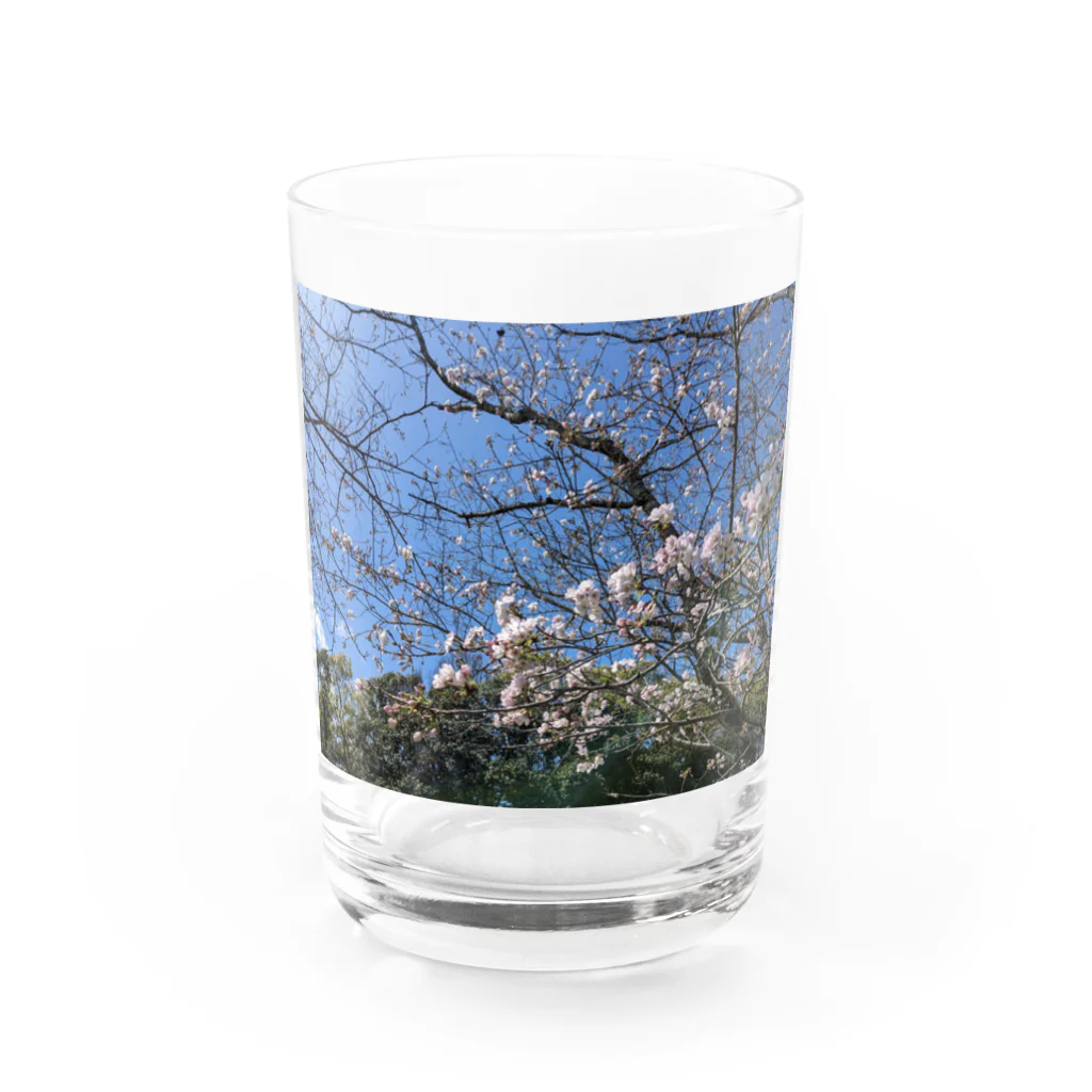 金色の闇「一松」@ﾏｼﾞﾜｯﾁｬなのんの桜が散る頃に Water Glass :front