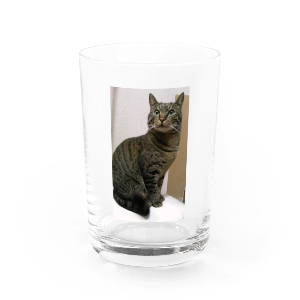 ポチオのトイレの上のポチオ Water Glass :front