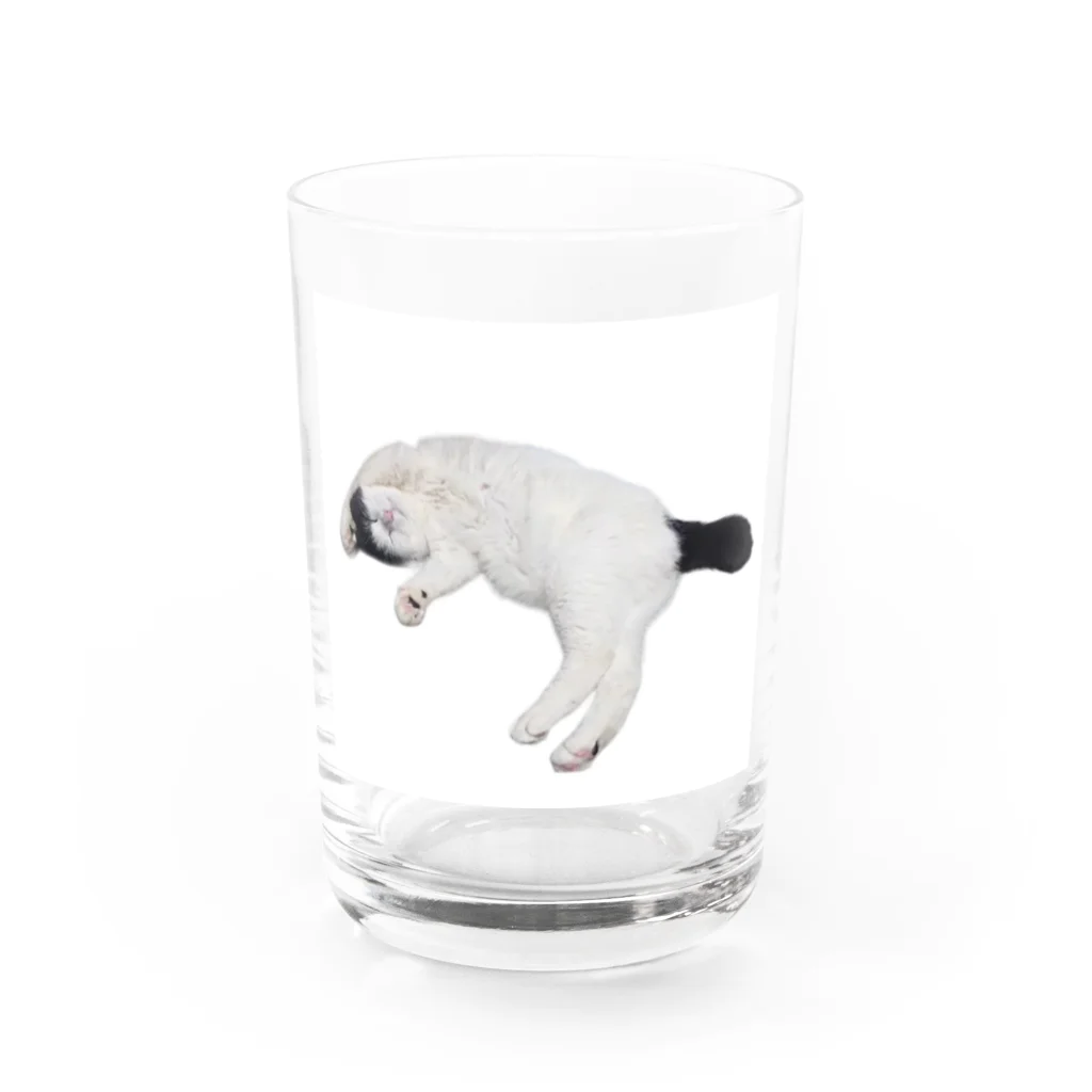 クリスタの尻尾が短い保護猫 たぬちゃん Water Glass :front