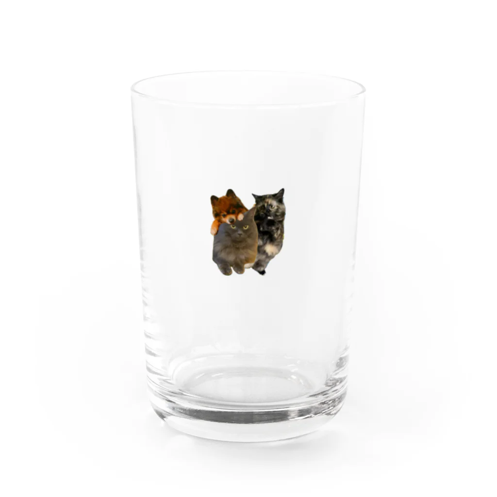 モフ甘コアラ隊のモフ甘コアラ隊 Water Glass :front