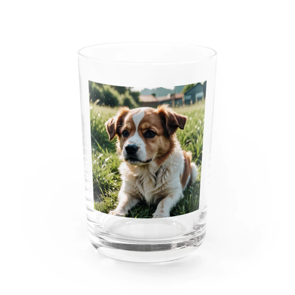 kokin0の草むらで斜めを見つめる犬 dog looking for the anywhere Water Glass :front