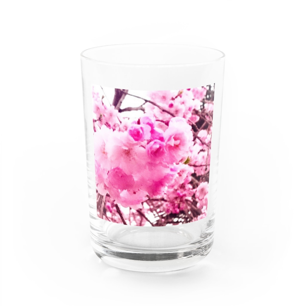 8216vividの八重桜 Water Glass :front